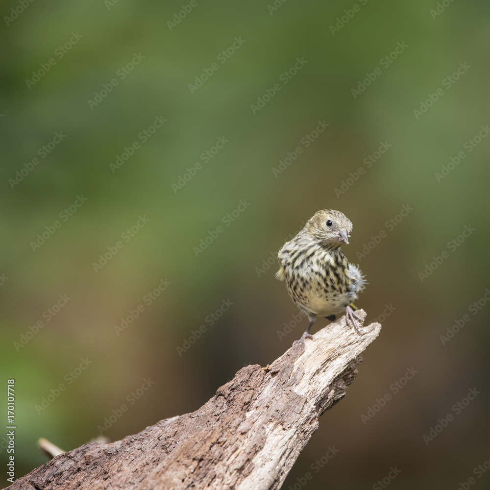 Beautiful juvenile Siskin bird Spinus Spinus on tree stump in forest landscape setting Beautiful juvenile Siskin bird Spinus Spinus on tree stump in forest landscape setting