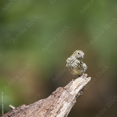 Beautiful juvenile Siskin bird Spinus Spinus on tree stump in forest landscape setting