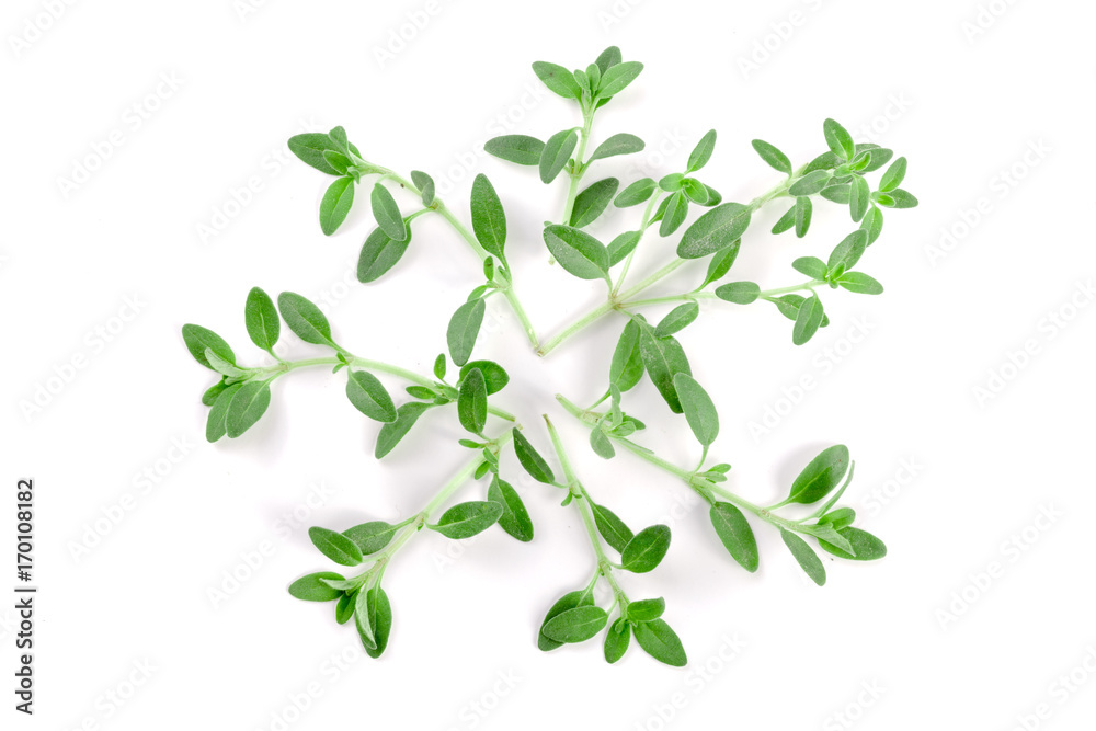 Fresh thyme spice isolated on white background Fresh thyme spice isolated on white background
