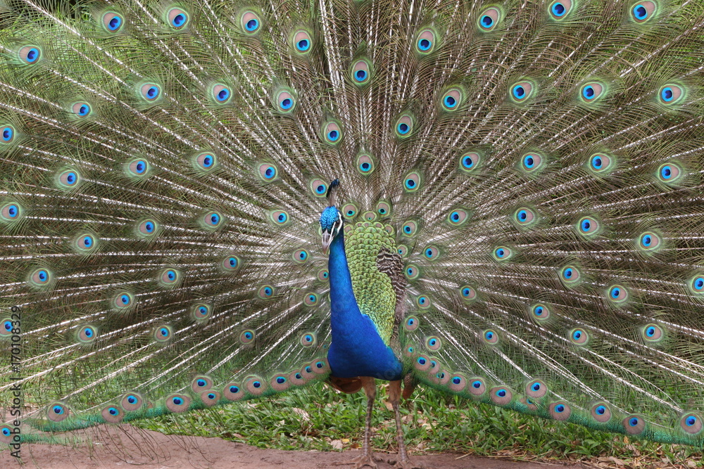 Fototapeta premium Peacock