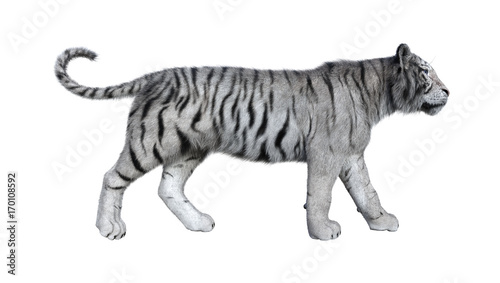 Fototapeta Naklejka Na Ścianę i Meble -  3D Rendering White Tiger on White