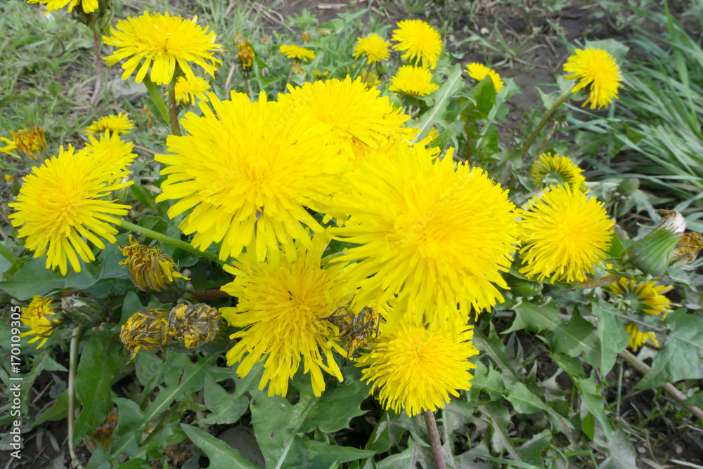 Close up of blooming yellow dandelion flowers (Taraxacum officinale) in garden on spring time. Detail of bright common dandelions in meadow at springtime. Used as a medical herb and food ingredient Close up of blooming yellow dandelion flowers (Taraxacum officinale) in garden on spring time. Detail of bright common dandelions in meadow at springtime. Used as a medical herb and food ingredient