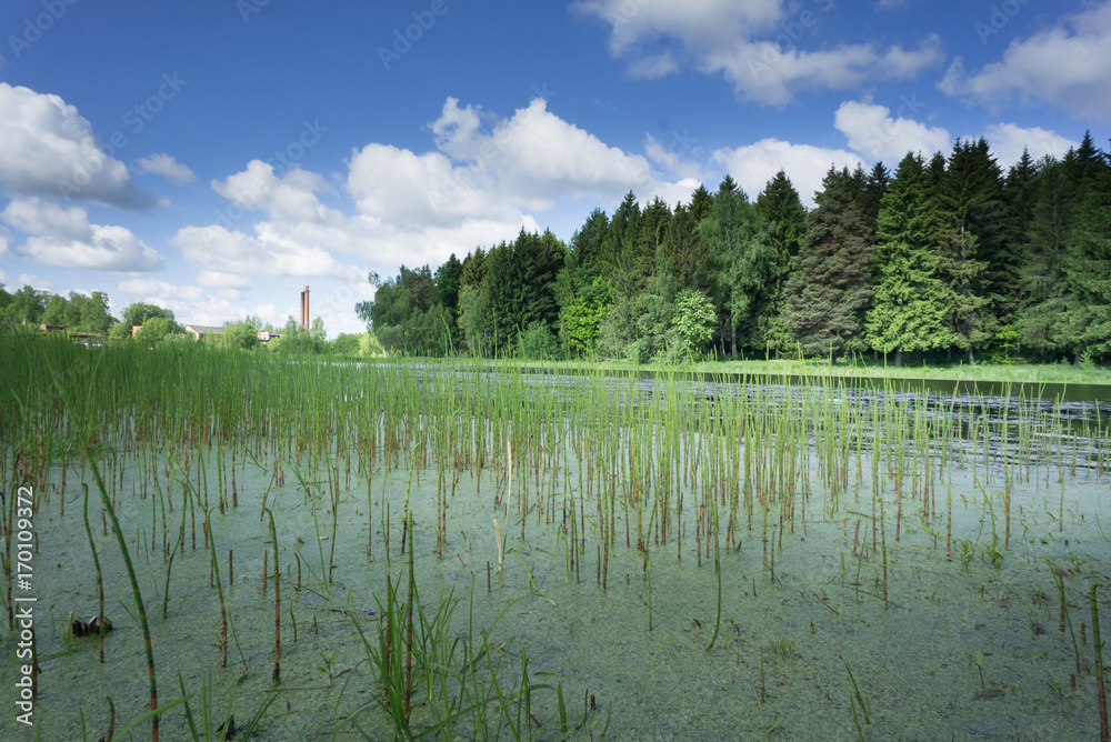 Wetland area with aquatic green plants and shadows Wetland area with aquatic green plants and shadows