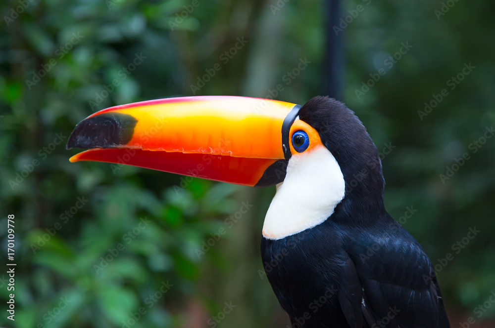 Fototapeta premium Colorful tucan