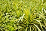 Pandanus baptistii Screw Palm in tropical garden