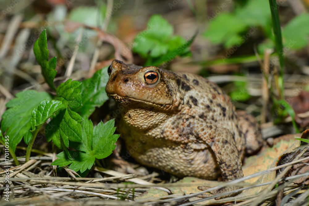 Erdkröte in der Wiese Erdkröte in der Wiese
