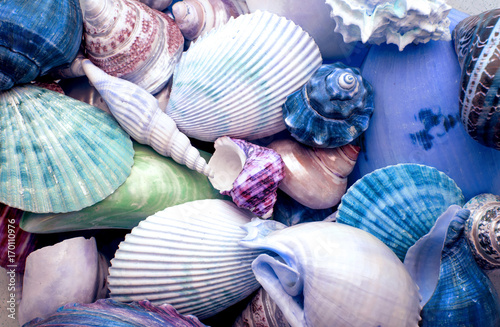 Canvas Print close up a multi sea shells texture background , blue tone