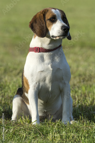 Beagle dog sat in a field in the sunshine