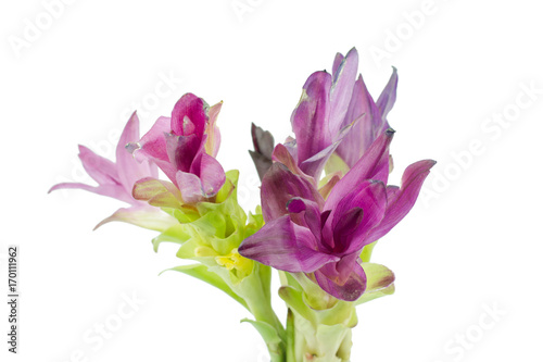 Purple siam tulip flowers isolated on white background