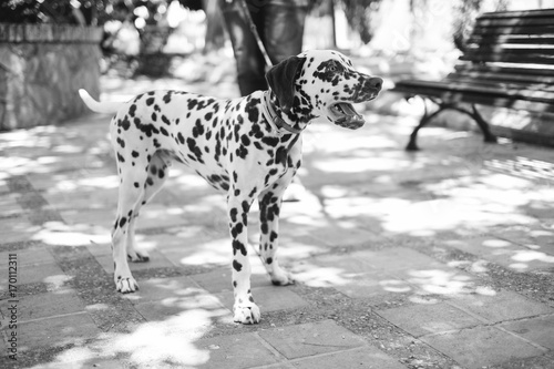 Monochrome Dalmatian dog