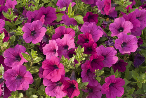 Background of purple flowers and green leaves of petunia close-up