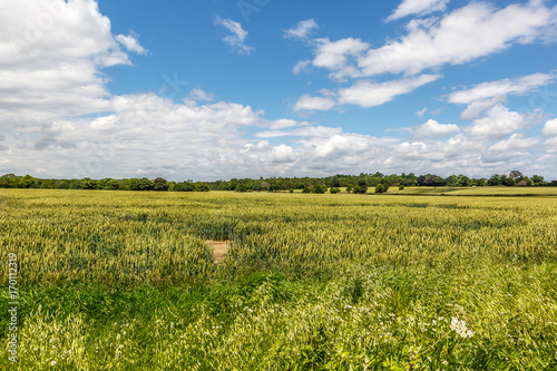 Meadow of the Norfolk area  England