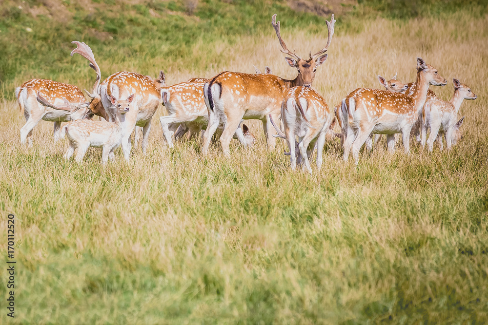 A herd of fallow deer (Dama dama) A herd of fallow deer (Dama dama)