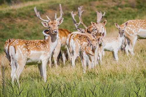 Картината върху платно A herd of  fallow deer (Dama dama)