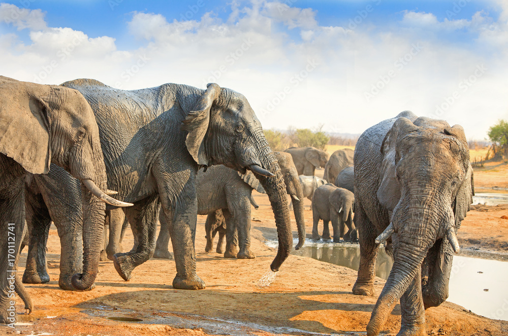 Fototapeta premium Large Herd of Elephants around a vibrant waterhole in Hwange, Zimbabwe