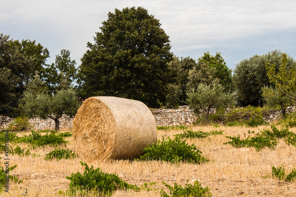 Bale of hay in a field in autumn Bale of hay in a field in autumn