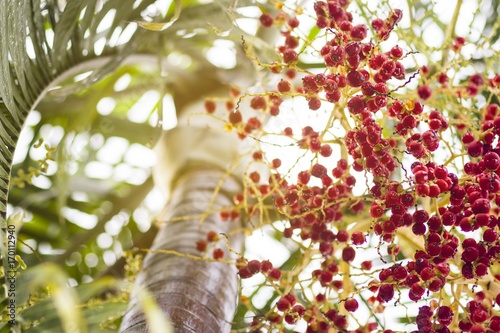 A tree named "make." This tree has a bright red berry and yellow.