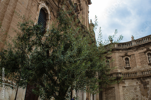 olive tree in front of the cathedrale of monopoli