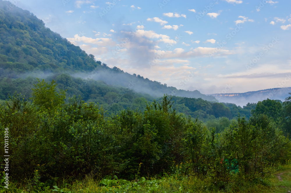 Evergreen Forest Overview in Adygea