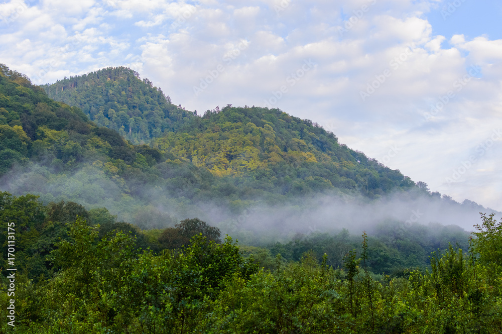 Evergreen Forest Overview in Adygea