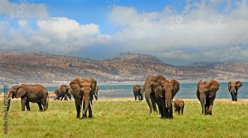Elephants walking forwards with a mountain and lake background against a cloudy blue sky in on the shoreline of Lake Kariba