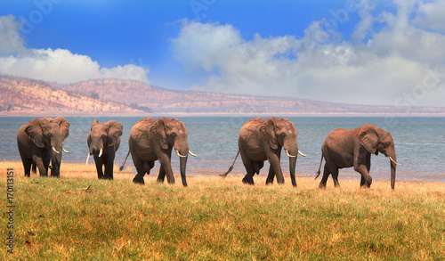 Herd of Elephants walking along the shoreline of Lake Kariba in Zimbabwe/  Lovely cloudscape and water backdrop