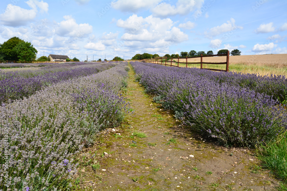 Obraz premium Rows of lavender flowers in field on farm in Hitchin Hertfordshire England