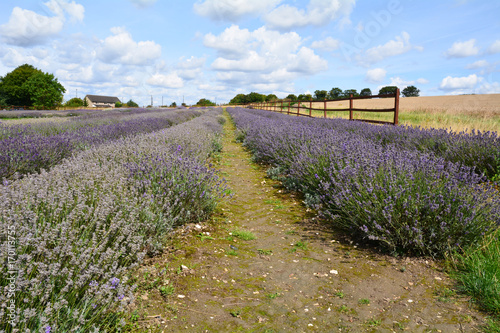 Fototapeta Naklejka Na Ścianę i Meble -  Rows of lavender flowers in field on farm in Hitchin Hertfordshire England