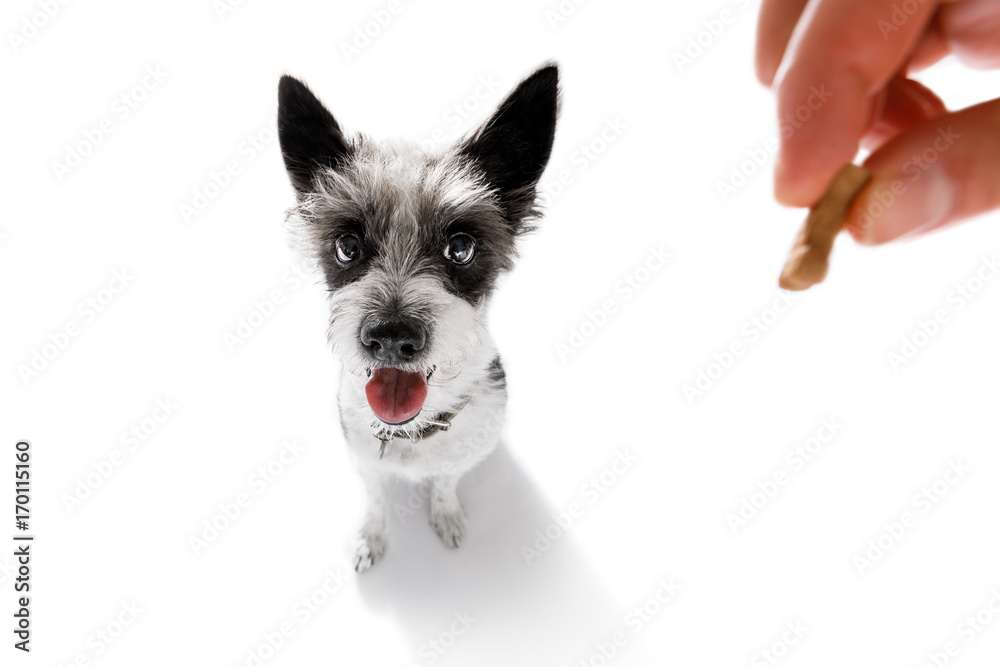 dog  treat with owner