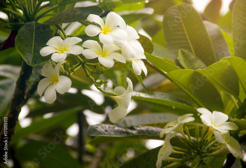Lee la va dee flowers bloom in the morning of the holiday. White Plumeria flower. photo