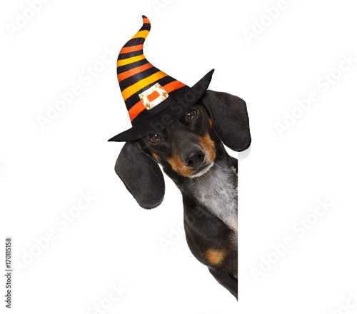 halloween  ghost  dog trick or treat