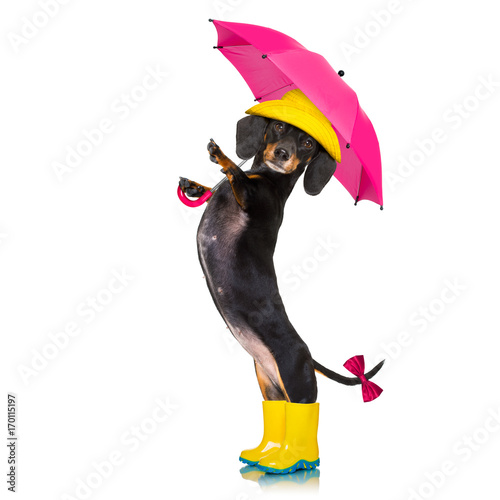sausage dachshund umbrella rain dog © Javier brosch