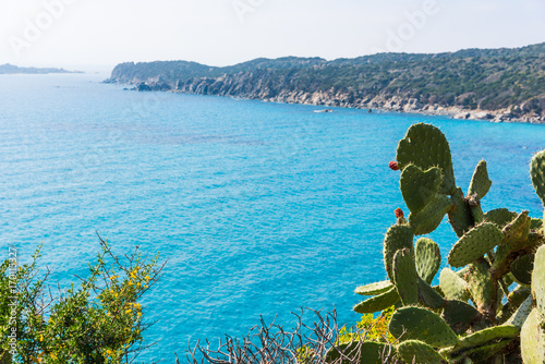Cactus by the sea in Sardinia
