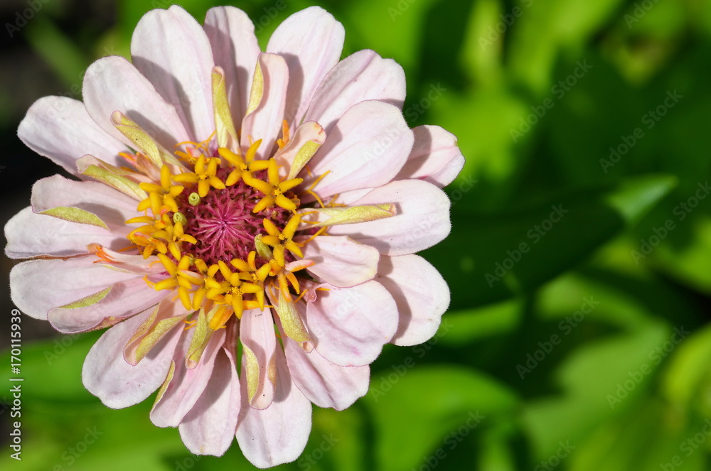 opened flower with light pink petals, red pistil and yellow stamens, top view, closeup opened flower with light pink petals, red pistil and yellow stamens, top view, closeup