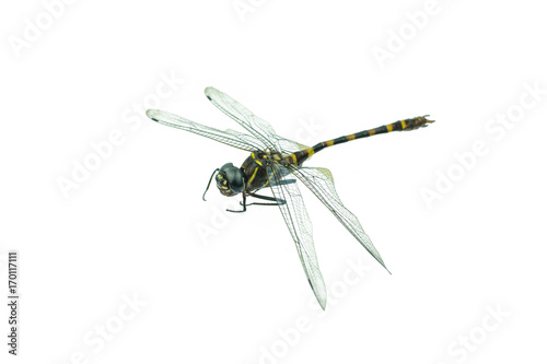 Black dragonfly isolated on a white background