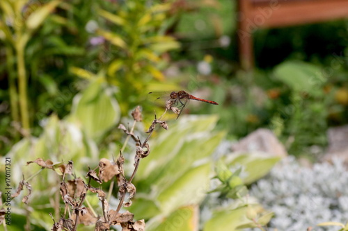 Rote Libelle am Gartenteich photo