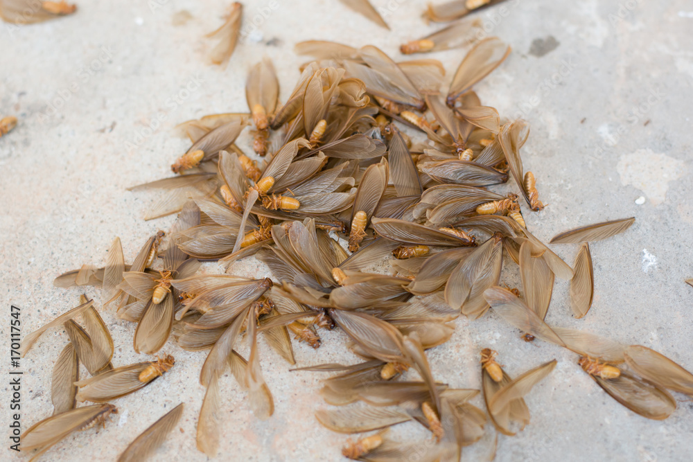 many of brown winged termite, Mayfly on cement floor
