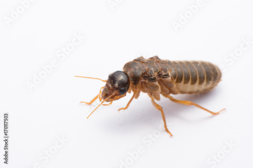 flying termite or Alates isolated on white background.