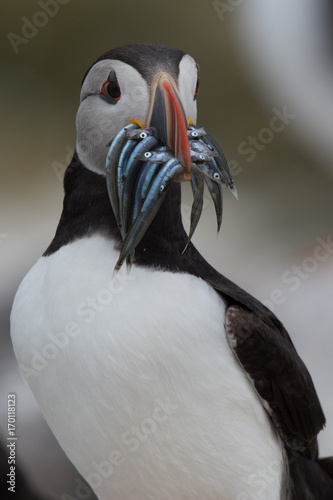 Puffin with sandeels © George