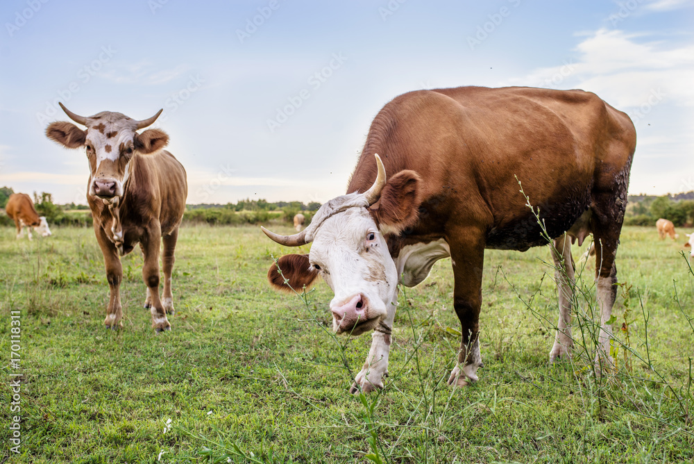 Cows on a summer pasture