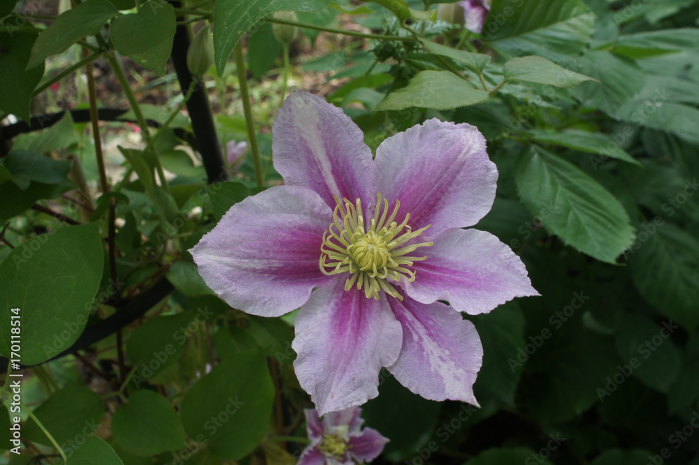 clematis piilu purple white flower clematis piilu purple white flower