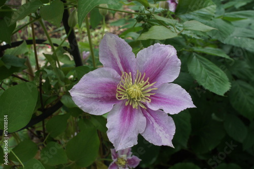 clematis piilu purple white flower