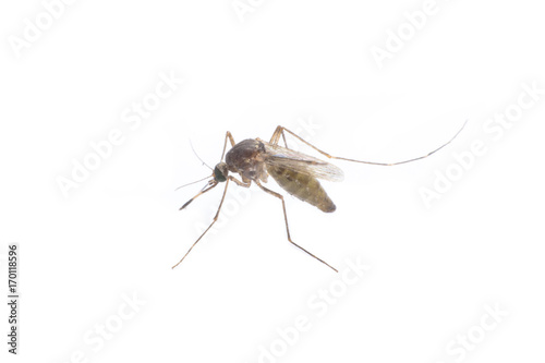  close-up or macro of a Mosquito on a white background © Achira22