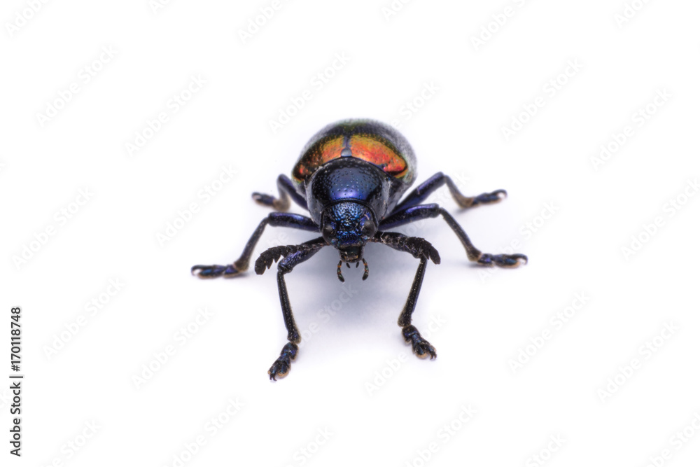 Blue Milkweed Beetle; Scientific Name Chrysochus pulcher Baly, isolated on white Blue Milkweed Beetle; Scientific Name Chrysochus pulcher Baly, isolated on white