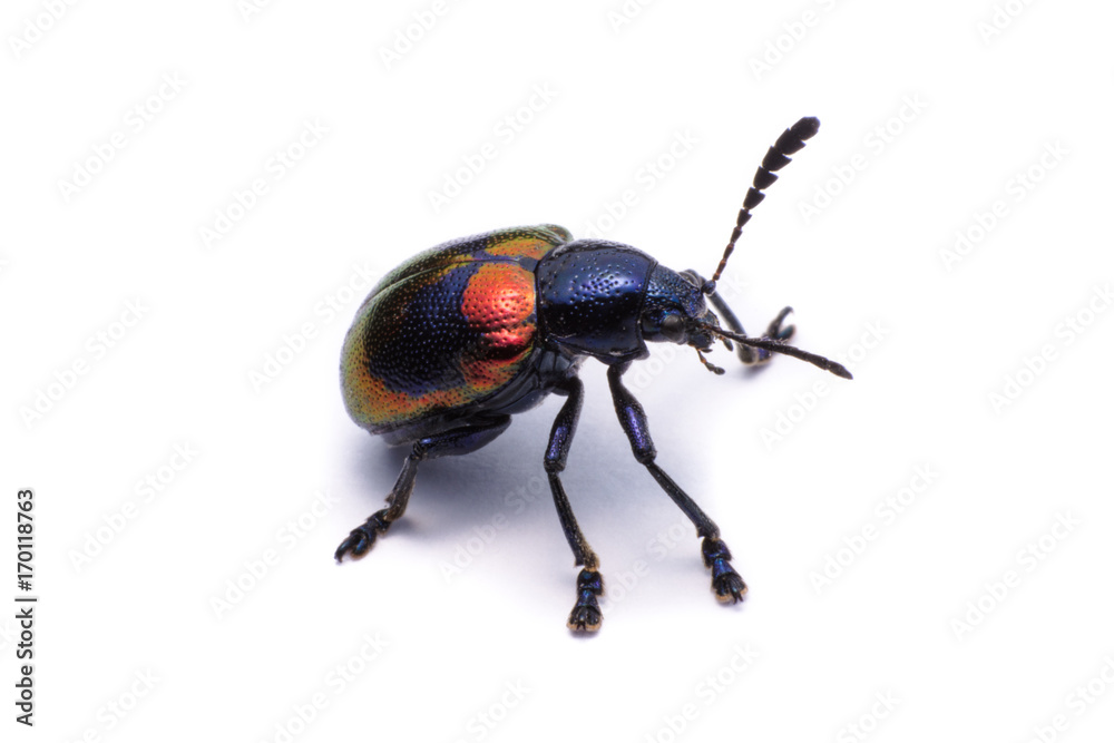 Blue Milkweed Beetle; Scientific Name Chrysochus pulcher Baly, isolated on white Blue Milkweed Beetle; Scientific Name Chrysochus pulcher Baly, isolated on white
