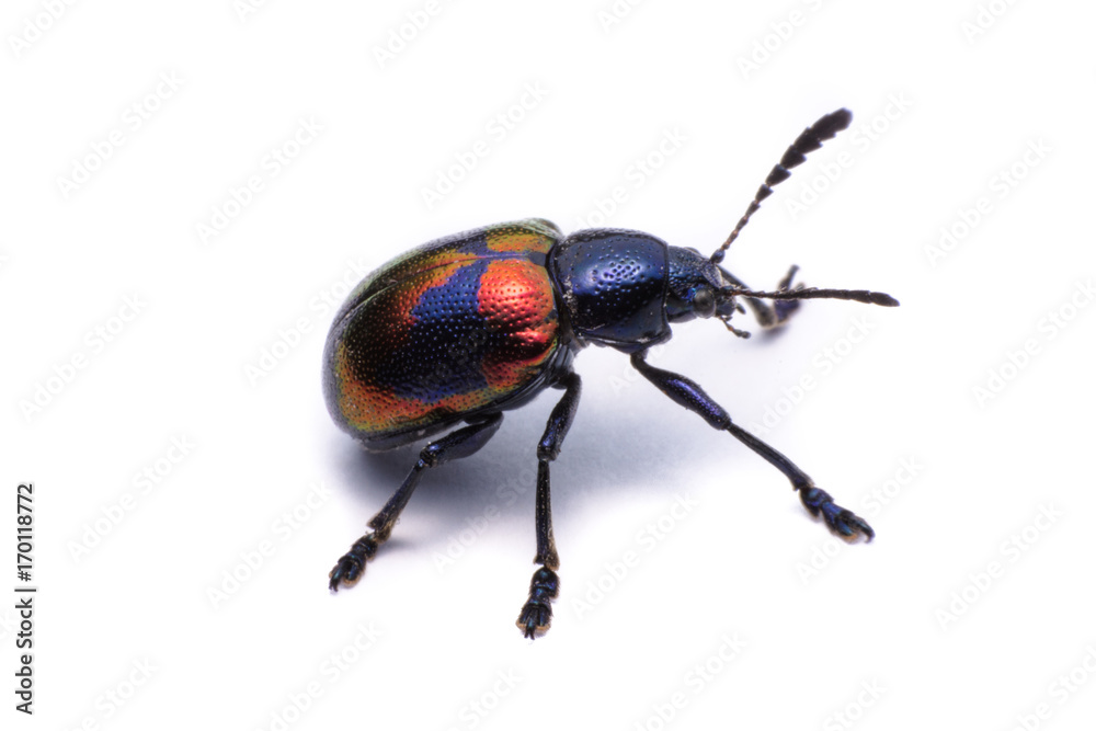 Naklejka premium Blue Milkweed Beetle; Scientific Name Chrysochus pulcher Baly, isolated on white