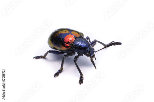 Blue Milkweed Beetle  Scientific Name Chrysochus pulcher Baly, isolated on white © Achira22