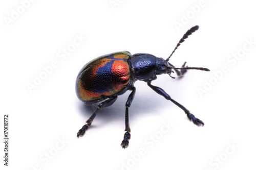 Blue Milkweed Beetle; Scientific Name Chrysochus pulcher Baly, isolated on white photo