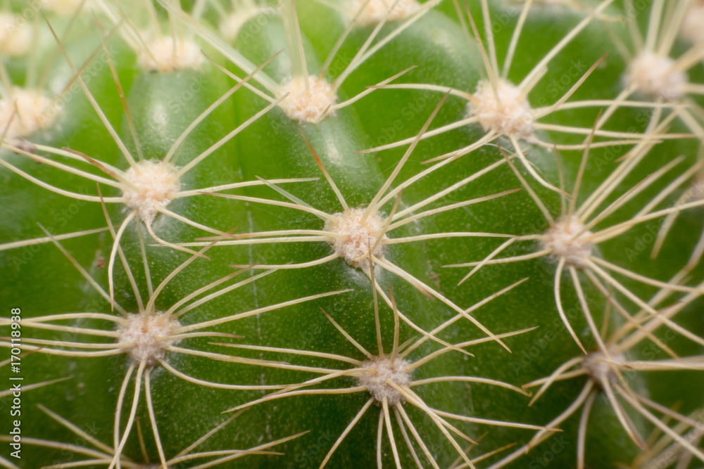 Cactus thorns. Macro cactus thorns. Close up Cactus thorns. Macro cactus thorns. Close up
