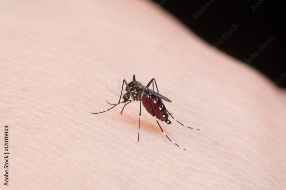 Close-up mosquito sucking blood Close-up mosquito sucking blood